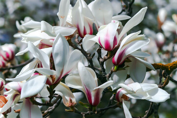 Branches with blooming Magnolia stellata Royal Star or Star Magnolia against the blue sky. Spring season, sweet fragrance.	