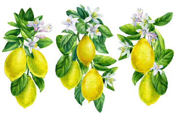 Lemons Branch ripe lemons with flowers and leaves on a white background. Set of watercolor illustrations of fruits