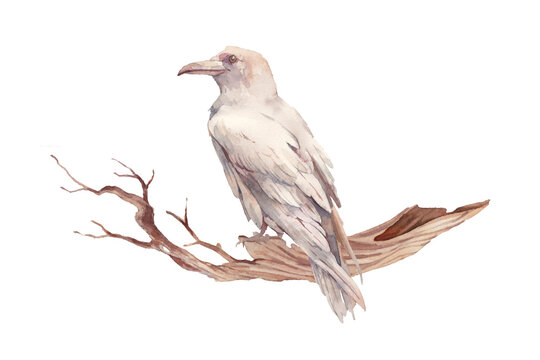 Watercolor white raven illustration. Fairytale style bird artwork. Woodland fantasy image