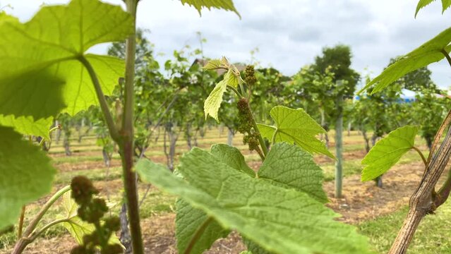 Close up of grape vine leaves