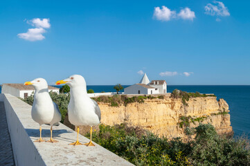 Yellow-legged gulls in front of the Nossa Senhora da Rocha chapel in Armacao de Pera on the Algarve...
