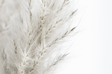 Fluffy dried tiny beige flowers romantic wallpaper backdrop with light background and place for text