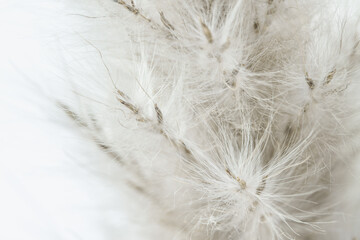 Fluffy dried tiny beige flowers romantic wallpaper backdrop with light background