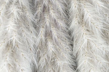 Fluffy dried tiny beige flowers branches romantic wedding invitation wallpaper or backdrop