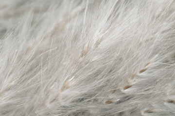 Fluffy dried tiny beige flowers branches with seeds forromantic wedding retro invitation wallpaper or vintage backdrop