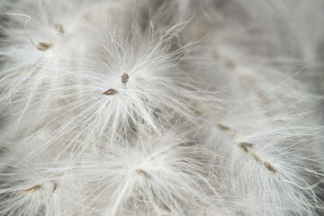 Fluffy dried tiny beige flowers branches with cute seeds  romantic wedding invitation wallpaper or backdrop