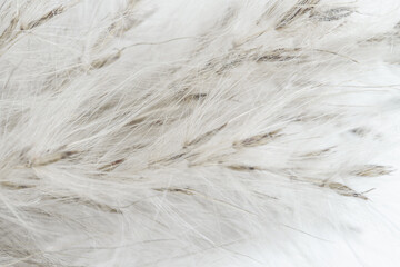 Fluffy dried tiny beige flowers branches with cute seeds for romantic wedding retro invitation, wallpaper or vintage light backdrop