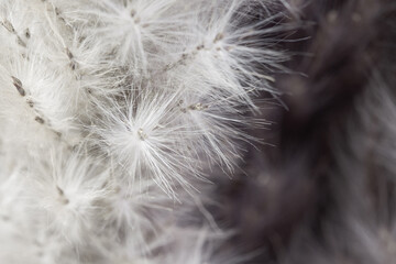 Fluffy dried tiny beige flowers branches romantic wallpaper backdrop with blur contrast background