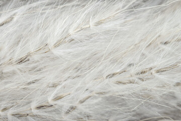 Fluffy dried tiny beige flowers branches with cute seeds for romantic wedding retro invitation, wallpaper or vintage natural backdrop