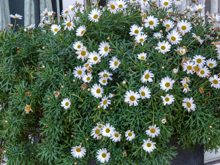 Blooming common daisy in a garden
