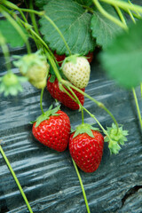 Strawberry plants already ripe to harvest