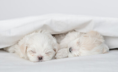 Two tiny white Maltese puppies sleep under warm blanket on a bed at home