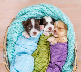 Three tiny cozy newborn Biewer Yorkie puppies wrapped like babies sleep in a basket. Top down view