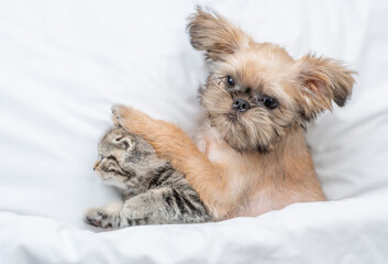 Playful Brussels Griffon puppy lying with tiny tabby fold kitten under white warm blanket on a bed...