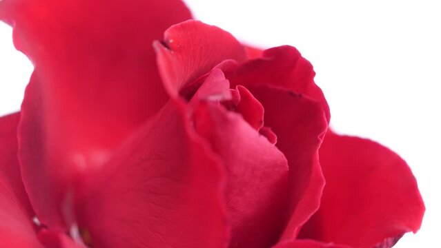 Red rose flower turning on white background