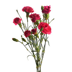 Obraz premium Branch pink carnation flowers isolated on white background