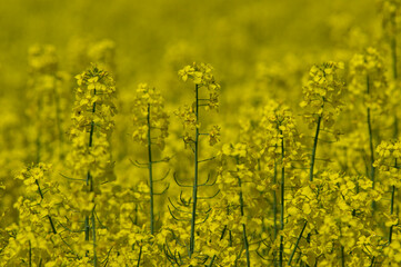 Obraz premium field of rapeseed