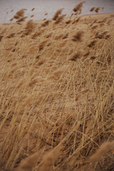 field with fluffy dried flowers, spikelets close-up. soft focus