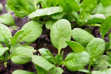 Young, juicy green spinach leaves on the soil with water drops, top view. Organic diet food.