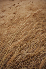 field with fluffy dried flowers, spikelets close-up. soft focus