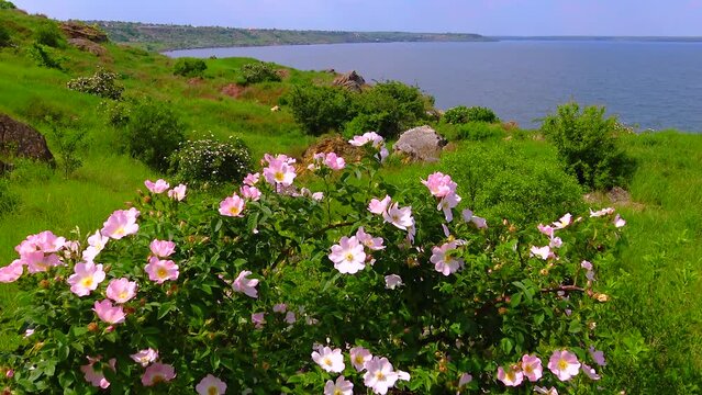 Pink flowers of wild rose hips on the slopes of the Khadzhibey estuary, Ukraine