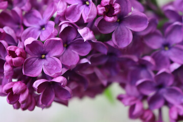 Fototapeta na wymiar Close-up of Lilac flowers on branch on selective focus. Syringa vulgaris in bloom. Springtime background