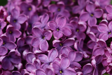 Naklejka na ściany i meble Close-up of Lilac flowers on branch on selective focus. Syringa vulgaris in bloom. Springtime background