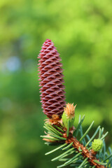 Close-up of Pine or Spruce tree branches with fresh new cone buds in springtime