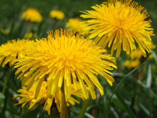 Yellow dandelion flower among green juicy grass. Spring wild flowers. The simple beauty of nature.