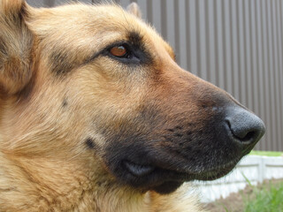 Muzzle of an adult German Shepherd. Close-up. Funny leather nose.