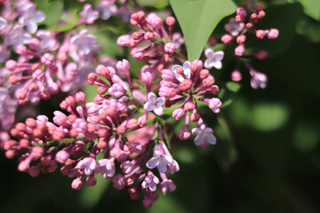 Spring flowering lilac. Light purple clusters of flowers with selective focus. Spring background or screensaver.