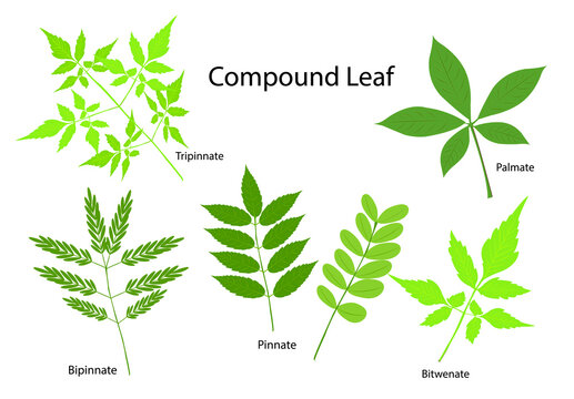 Compound Leaf" Images – Browse 28,919 Stock Photos, Vectors, and Video |  Adobe Stock