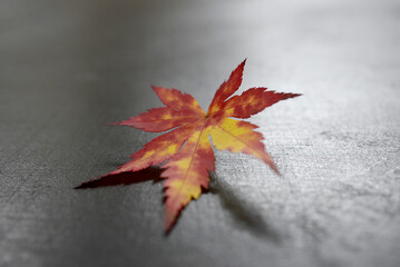 Acer érable du Japon - feuilles d'automne sous la pluie
