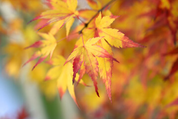 Naklejka na ściany i meble Acer érable du Japon - feuilles d'automne sous la pluie