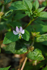 front and close view of a light violet fringed spider flower (Cleome rutidosperma)