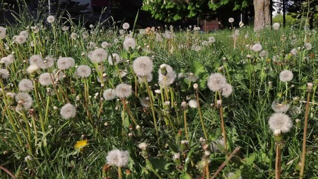 white dandelions flowers in the Europe