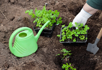 hands in gloves plant a strawberry sprout in the ground, weeding, seedlings, dacha, farming.