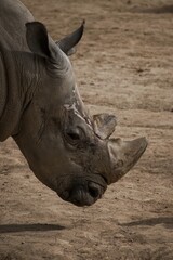 Obraz premium rhino in the zoo