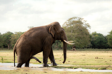 Obraz premium A tusker spotted in Kalawewa Lake, Sri Lanka