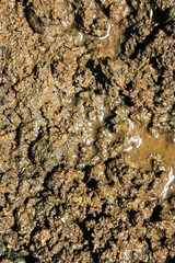muddy soil texture with puddles of water