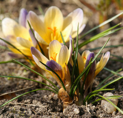 Crocus is one of the first plants to bloom in the spring in the garden