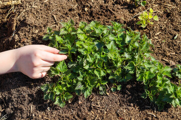 Harvesting young nettles for salad. Alternative medicine, useful wild herbs.