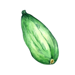 Green squash watercolor illustration on white background