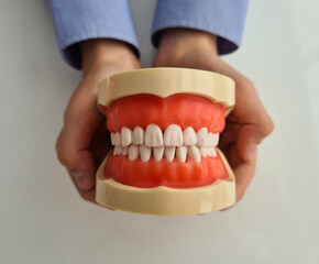 Model of jaw in hands of child. Concept of pediatric dentistry. Health of teeth and gums