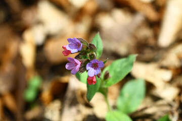 The flowering medicinal wild herb Pulmonaria officinalis, also known as lungwort.