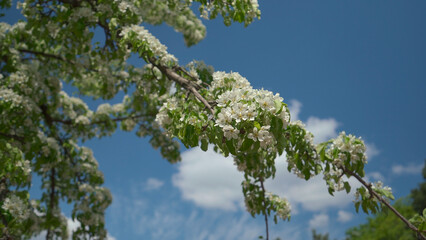 Blooming pear tree branch agains blue sky. Nature on spring