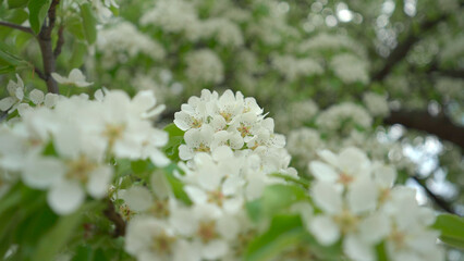 Pear tree on spring. Blooming pear tree close up. Nature on spring