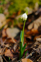 nivéole de printemps