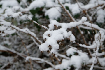 FU 2021-01-17 Schnee 150 Auf den dünnen Zweigen liegt eine Schneeschicht