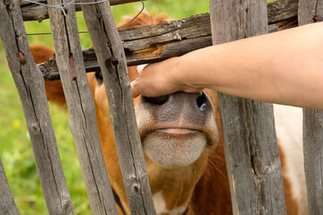 Stroking a small cow through a wooden old fence